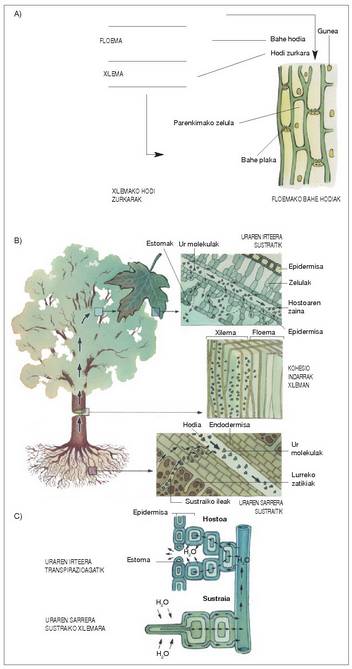 1. Irudia: A) Landareen hodi sistema. Xilema, floema eta bakoitzari dagozkion hodiak ikusten direla zeharkako epaian.<br><br>B) Xileman zehar ura garraiatzeko kohesio-tentsio sistema teorikoa. C) Uraren zirkulazioa landarean. Uraren mugimenduaren xehetasuna sustraian (sarrera) eta hostoetan (irteera).<br><br>